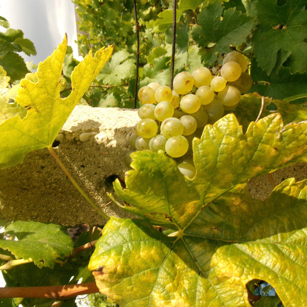 Tasting 8th October